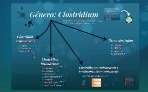 tinción de gram para clostridium tetani