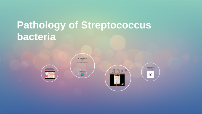 Pathology of Streptococcus bacteria by Heather Mearns on Prezi