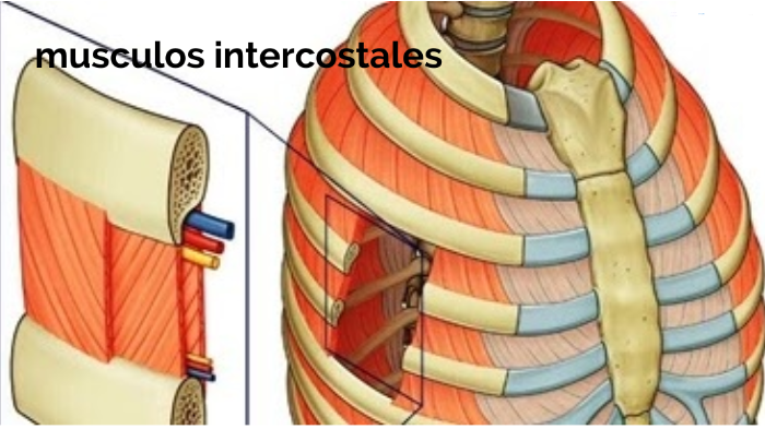 Musculos Intercostales Externos