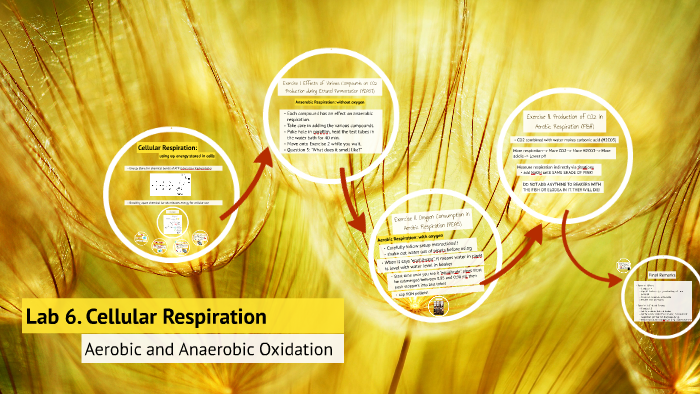 Lab 6. Cellular Respiration by David Ruckle on Prezi