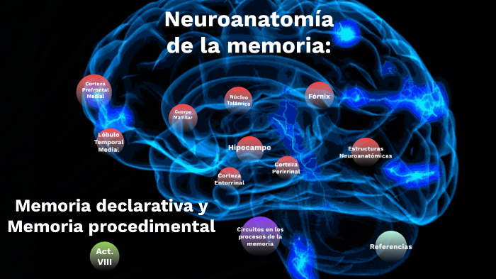 Neuroanatomía De La Memoria: Para Memoria Declarativa Y Para Memoria ...