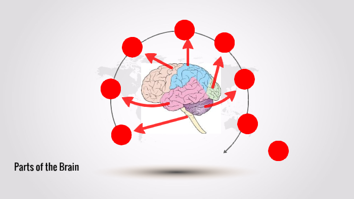 Parts of the Brain by Jaden Miller on Prezi