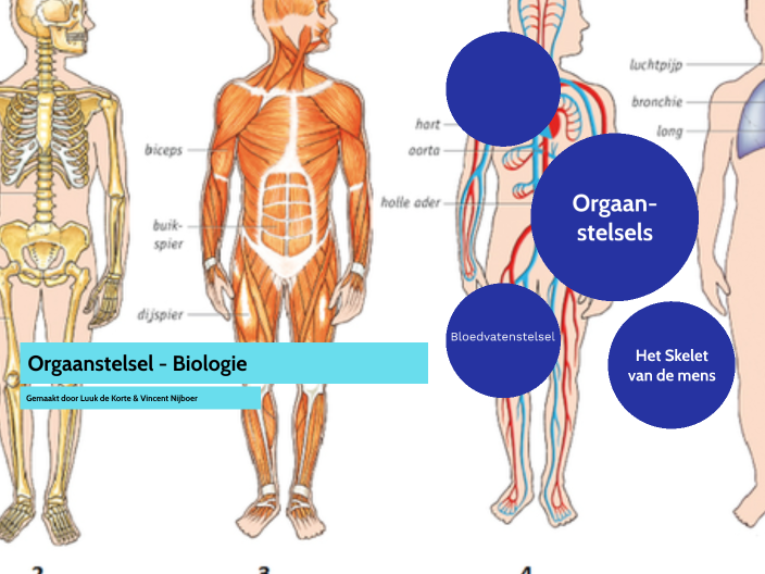 Orgaanstelsel - Biologie by Vincent Nijboer on Prezi