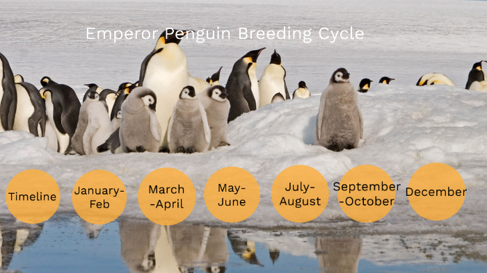 Emperor Penguin Mating