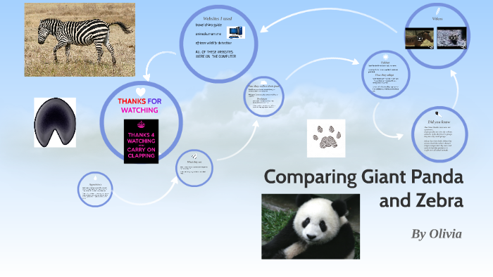 Comparing Giant Panda and Zebra by Emmy Ashford on Prezi
