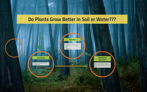 Do Plants Grow Better in Soil or Water??? by Eve Pierre on Prezi