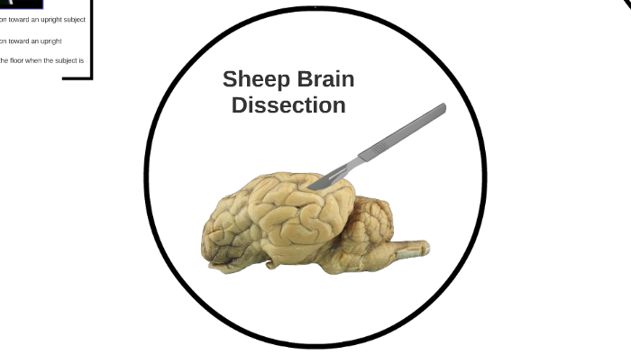 Sheep Brain Dissection By Costanza Capuano On Prezi