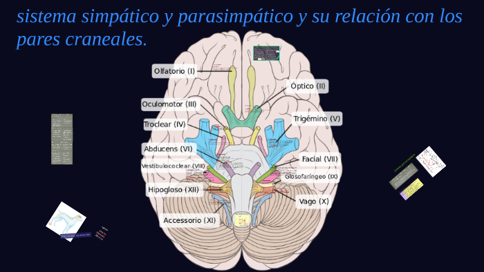 Sistema Simpatico Y Parasimpatico Y Su Relacion Con Los Pare By Isabel 