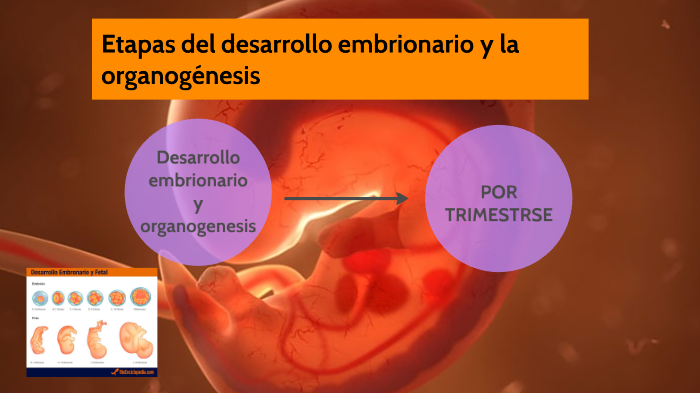 Etapas del desarollo embrionario y la organogenesis by alexie paola ...