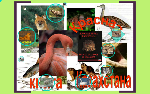 красная книга казахстана на английском