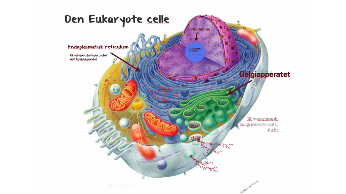 den-eukaryote-celle-by-frida-feilberg-on-prezi