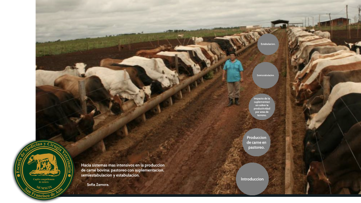 Sistemas más intensivos en la producción de carne bovina. by Sofía ...