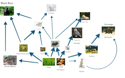 Tundra Food Web by Robert Huebert