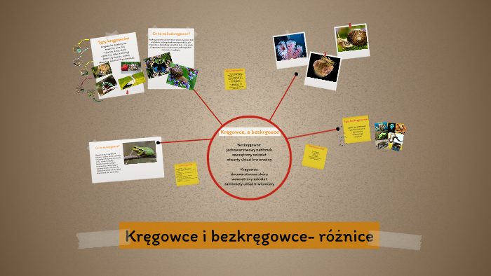 Kręgowce i bezkręgowce- różnice by Marta Anna on Prezi