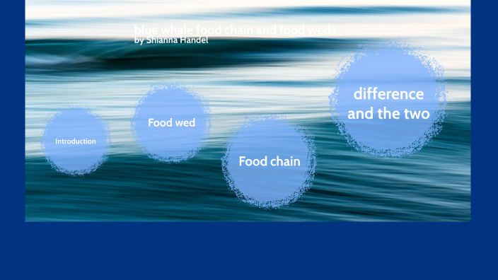 blue whale food chain and food weds by Shianna Handel on Prezi Next