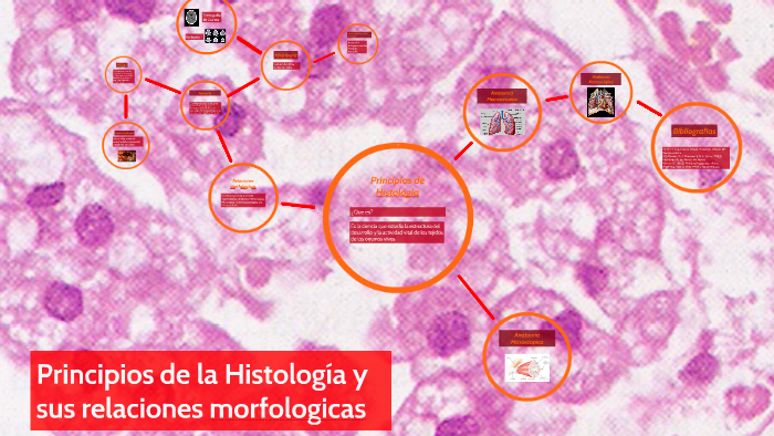 Principios De Histologia By Michelle Bejarano On Prezi