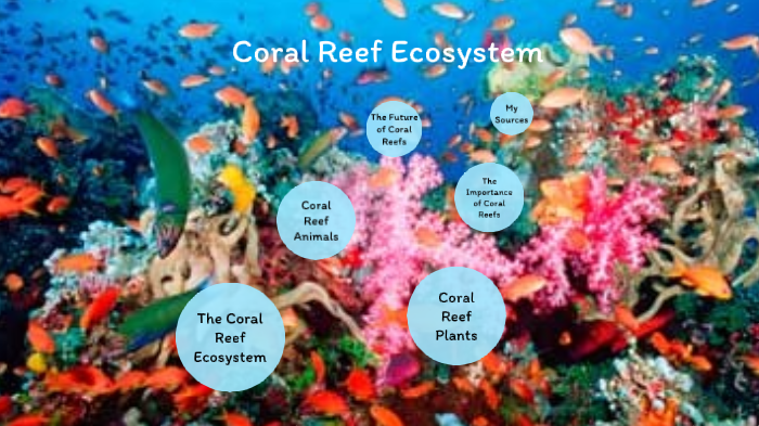 Coral Reef Ecosystem by Makayla Mueller