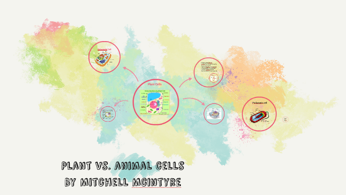 Plant vs. animal cells by Mitchell Mcintyre on Prezi