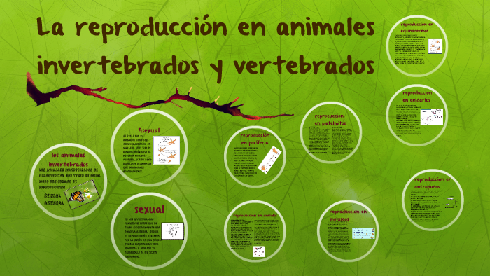 Reproduccion De Animales Vertebrados E Invertebrados