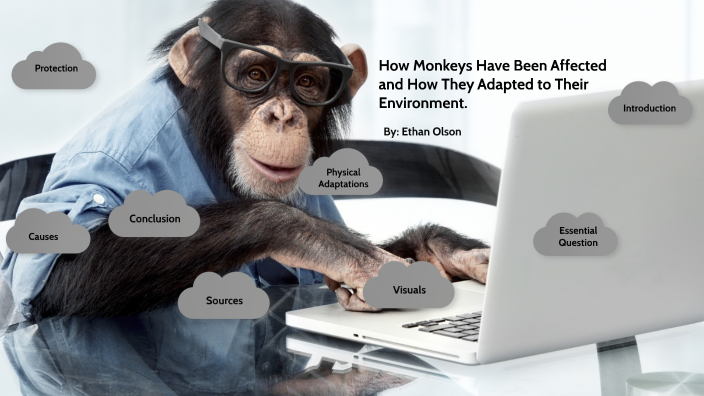 How Monkeys Have Adapted to Their Environment by Ethan Olson on Prezi