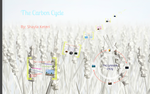 The Carbon Cycle by Shayla Keteri on Prezi