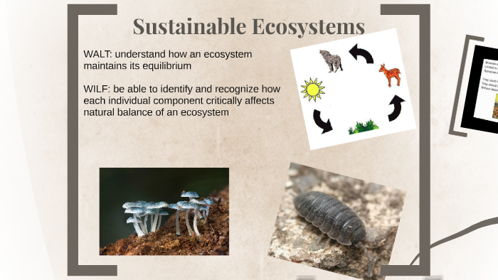 Biotic Abiotic Factors Producers Comsumers And Decomposers By