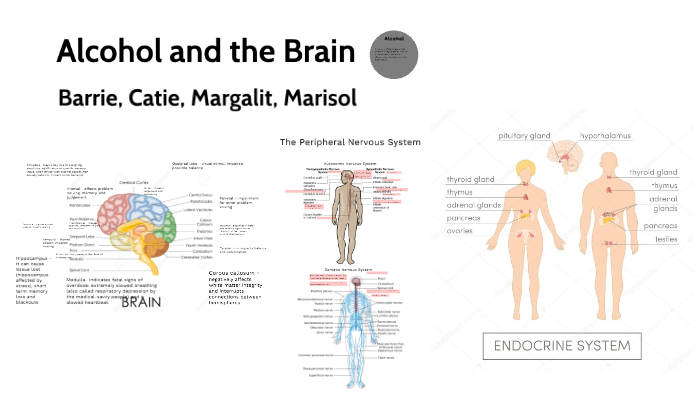 Alcohol and the Brain by Barbara Barto on Prezi