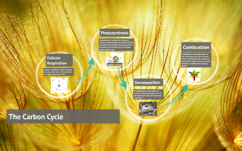 The Carbon Cycle by Yarely Bautista on Prezi