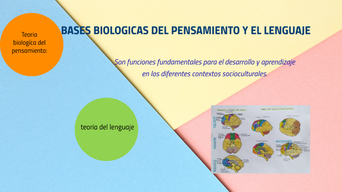 BASES BIOLOGICAS DEL PENSAMIENTO Y EL LENGUAJE. By Geidy Barrios On Prezi