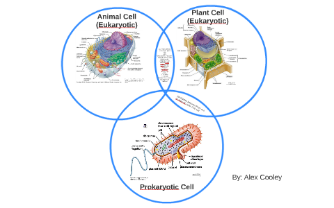 Animal Cell by Alex Cooley on Prezi