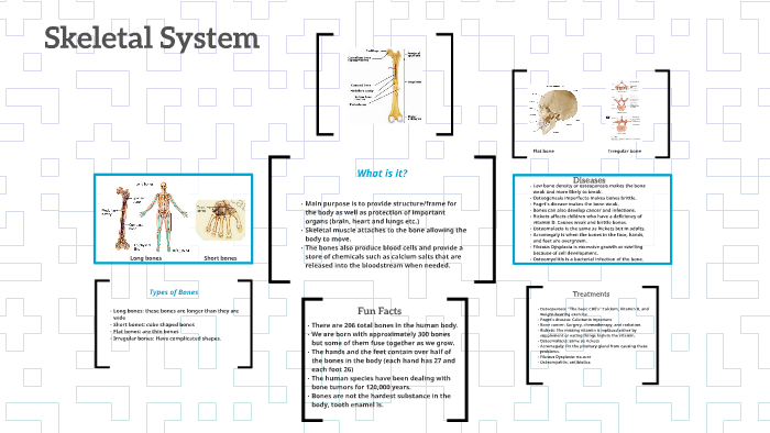 Skeletal System by Allison Hicks on Prezi