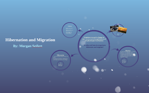 Hibernation and Migration by Morgan Seifert