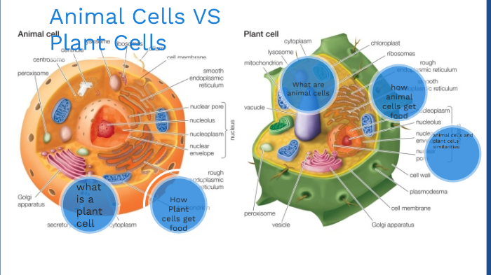 Plant Cells VS Animals Cells by Ethan McDonald - Erin Mills MS (1324 ...