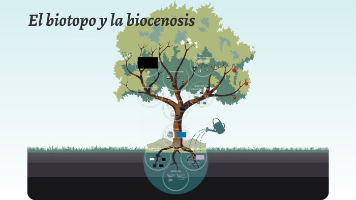 El Biotopo Y La Biocenosis By Inés Simón Del Collado