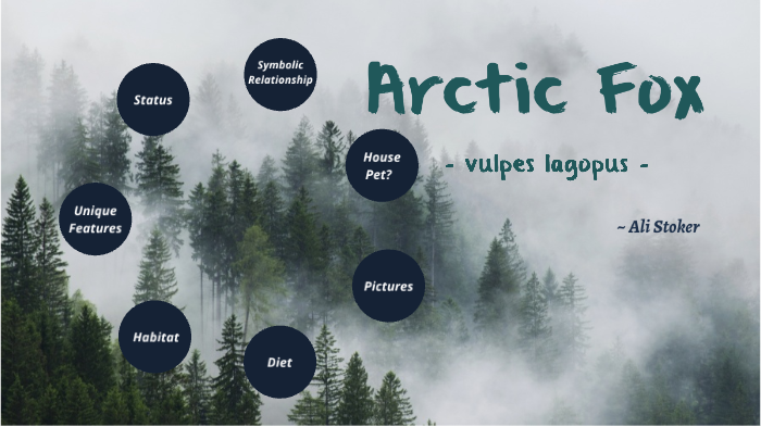 Arctic Fox by Alison Stoker on Prezi