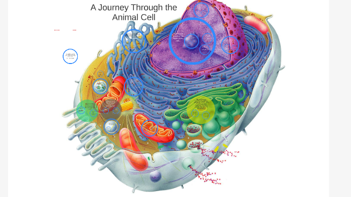 Editable by Staff - A Journey Through the Animal Cell by Rosie McRoberts