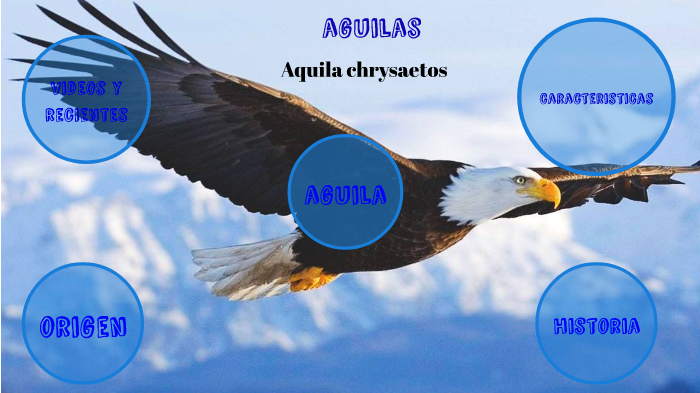 El aguila by Omar Andres Lara Yepes on Prezi Next