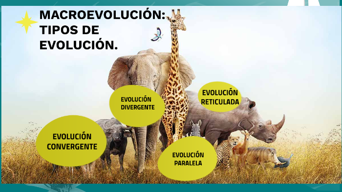 evolución divergente