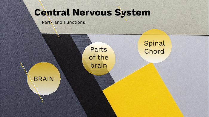 Nervous System Parts And Functions Powerpoint
