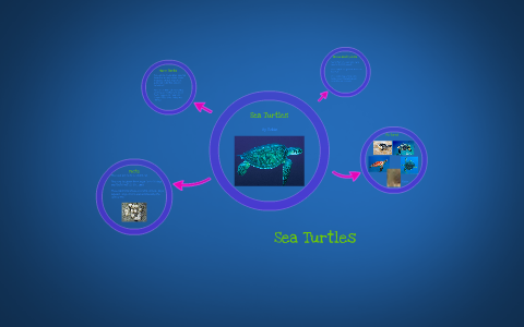 Sea Turtles by on Prezi