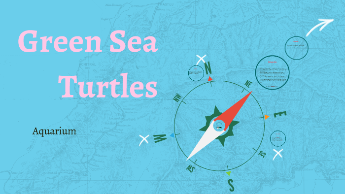 Green Sea Turtles by Elle Olson on Prezi