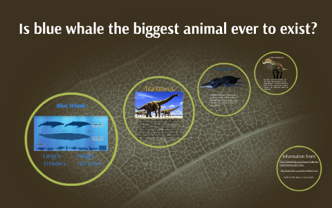 What is the largest animals ever haved lived? by Rex Fok