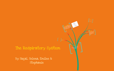 The Respiratory System by S S on Prezi