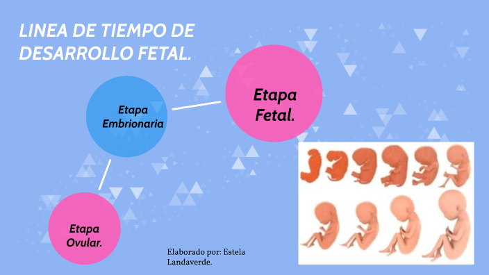 Linea de Tiempo del Desarrollo Fetal by Gloria Estela Landaverde on Prezi