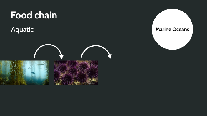 Food chain by Hailey Johnson on Prezi