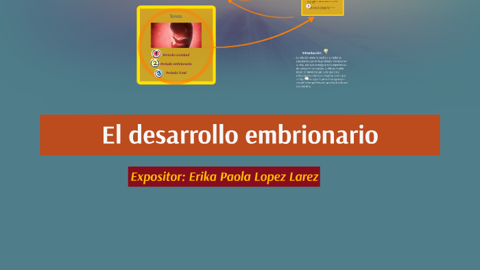 El desarrollo embrionario by Erika Lopez Larez on Prezi