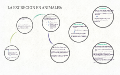 LA EXCRECION EN ANIMALES: by andrea mendoza tarqui on Prezi