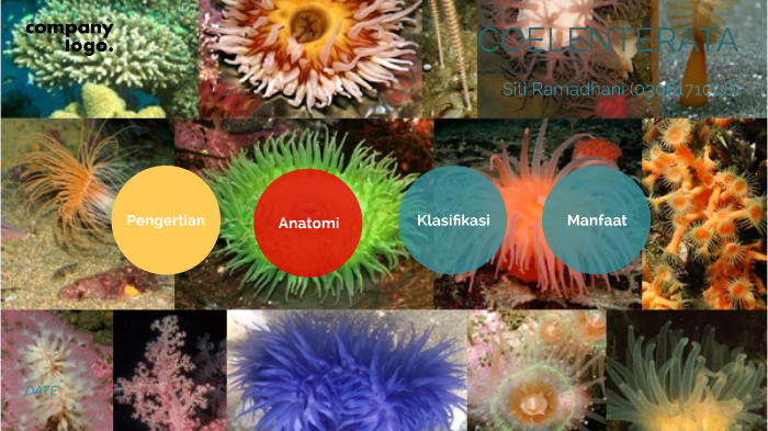 Coelenterata By Siti Ramadhani On Prezi Next