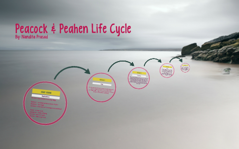 Peacock & Peahen Life Cycle by Nandita Prasad on Prezi Next