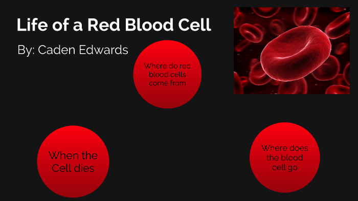 Life of a Red blood Cell by Caden Edwards on Prezi